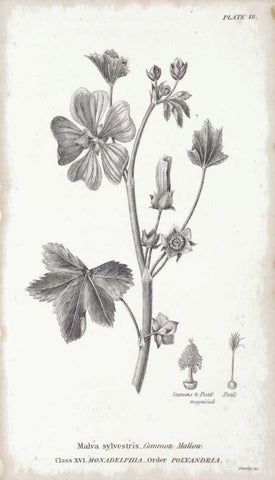 Conversations on Botany VII Black Ornate Wood Framed Art Print with Double Matting by Wild Apple Portfolio
