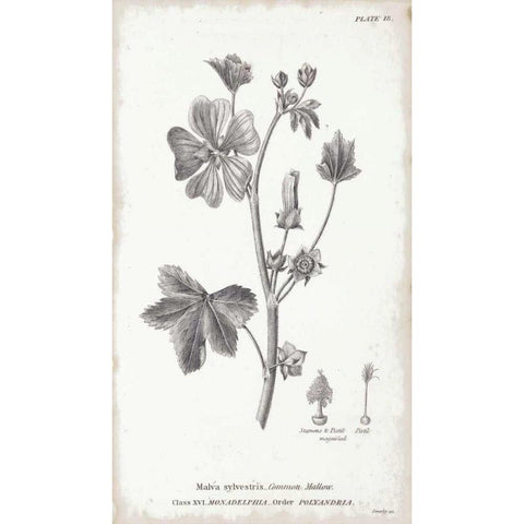 Conversations on Botany VII Gold Ornate Wood Framed Art Print with Double Matting by Wild Apple Portfolio