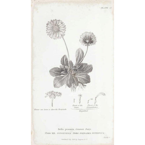 Conversations on Botany IX Black Modern Wood Framed Art Print by Wild Apple Portfolio