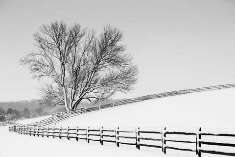 Along the Lane II Black Ornate Wood Framed Art Print with Double Matting by Aledanda