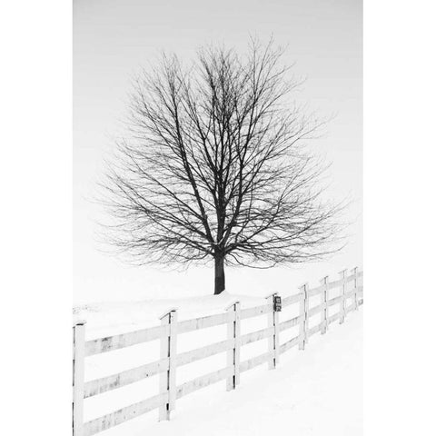 Along the Lane III White Modern Wood Framed Art Print by Aledanda