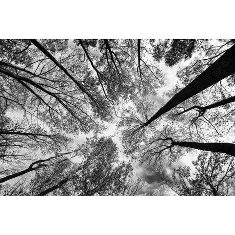 Looking Up I BW White Modern Wood Framed Art Print by Aledanda