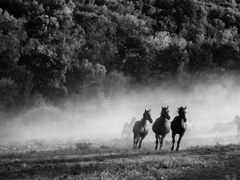 Horse country Black Ornate Wood Framed Art Print with Double Matting by Aledanda