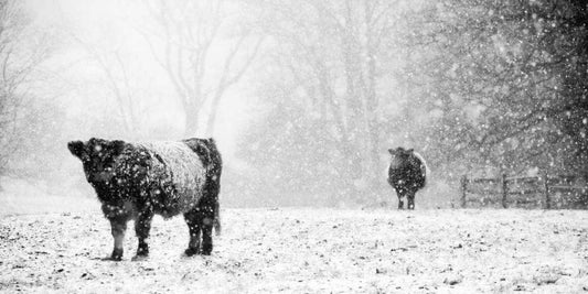 Image Only