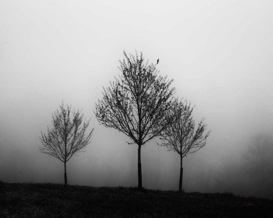 Image Only