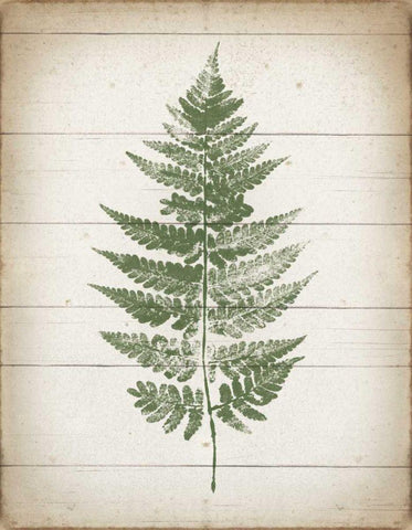 Fern Print I v2 Black Ornate Wood Framed Art Print with Double Matting by Hershey, Moira