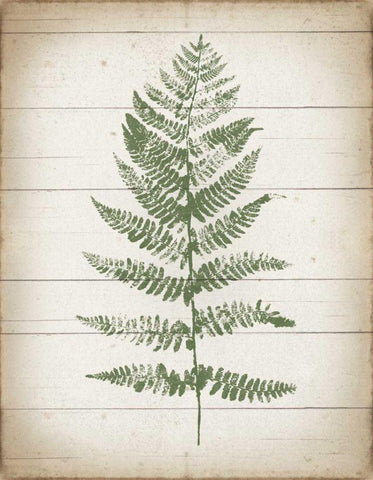 Fern Print II v2 White Modern Wood Framed Art Print with Double Matting by Hershey, Moira
