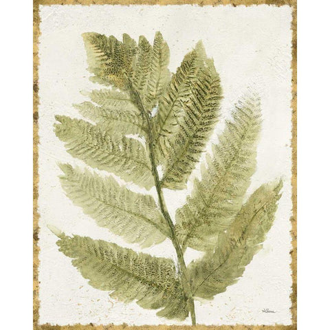 Forest Ferns I Antique White Modern Wood Framed Art Print by Hristova, Albena