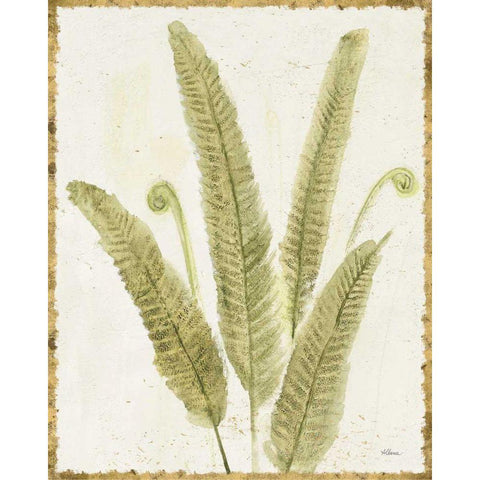 Forest Ferns II v2 Antique White Modern Wood Framed Art Print by Hristova, Albena