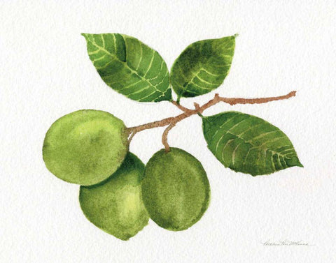 Citrus Garden II White Modern Wood Framed Art Print with Double Matting by McKenna, Kathleen Parr