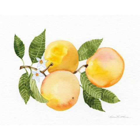 Citrus Garden III Black Modern Wood Framed Art Print with Double Matting by McKenna, Kathleen Parr