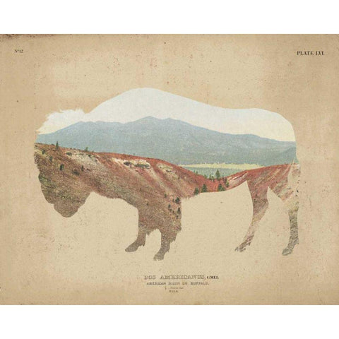 American Southwest Buffalo Distressed Black Modern Wood Framed Art Print with Double Matting by Wild Apple Portfolio