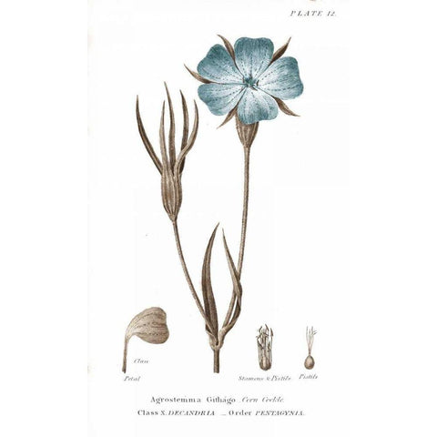 Conversations on Botany III on White with Blue Black Modern Wood Framed Art Print with Double Matting by Wild Apple Portfolio