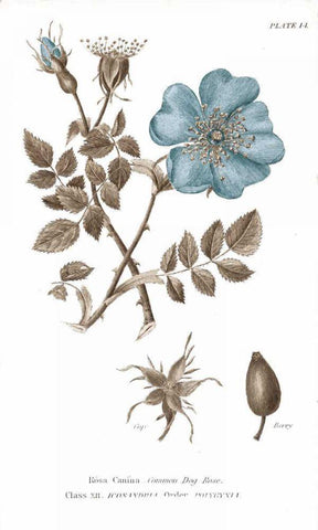Conversations on Botany IV on White with Blue Black Ornate Wood Framed Art Print with Double Matting by Wild Apple Portfolio