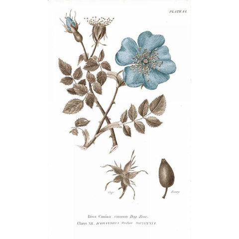 Conversations on Botany IV on White with Blue Gold Ornate Wood Framed Art Print with Double Matting by Wild Apple Portfolio