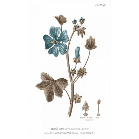 Conversations on Botany VII on White with Blue White Modern Wood Framed Art Print by Wild Apple Portfolio