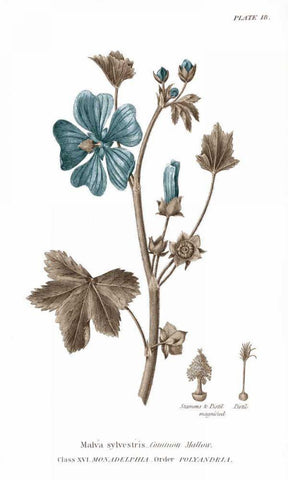 Conversations on Botany VII on White with Blue Black Ornate Wood Framed Art Print with Double Matting by Wild Apple Portfolio