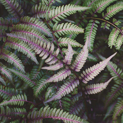 Funky Ferns VI Black Ornate Wood Framed Art Print with Double Matting by Marshall, Laura