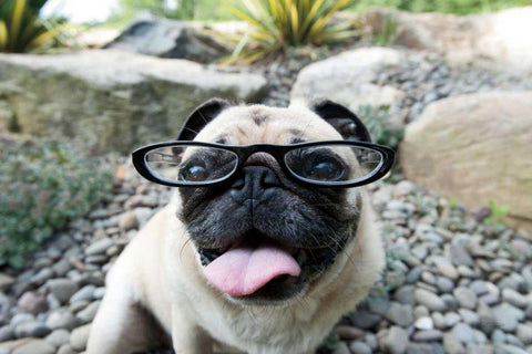 Four Eyes Black Ornate Wood Framed Art Print with Double Matting by Dratfield, Jim