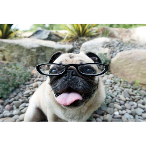 Four Eyes Black Modern Wood Framed Art Print by Dratfield, Jim