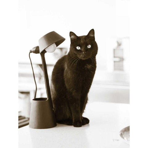 Lights Cat Action Black Modern Wood Framed Art Print by Dratfield, Jim