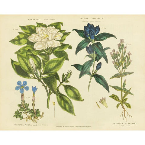Herbal Botanical IX Gold Ornate Wood Framed Art Print with Double Matting by Wild Apple Portfolio