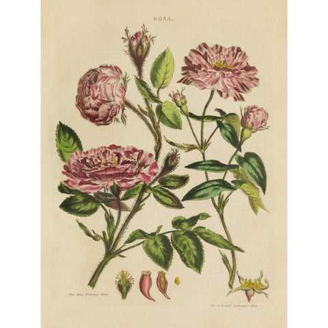 Herbal Botanical XVIII Black Modern Wood Framed Art Print by Wild Apple Portfolio