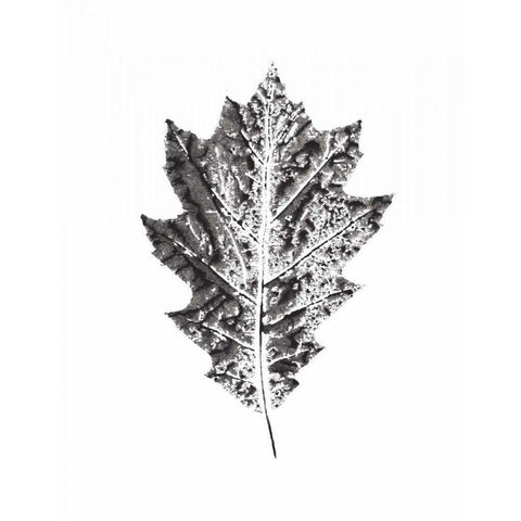 Harvest Sentiments VII BW no Words Black Modern Wood Framed Art Print with Double Matting by Hershey, Moira