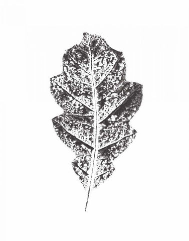 Harvest Sentiments VIII BW no Words White Modern Wood Framed Art Print with Double Matting by Hershey, Moira