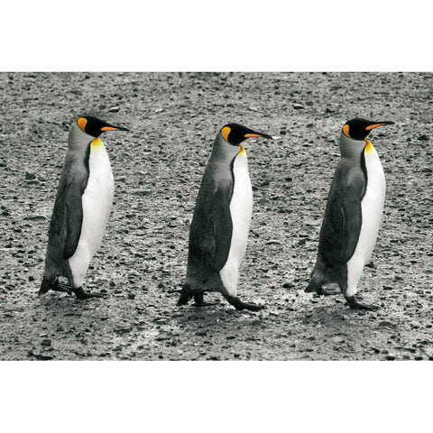 The Bachelors Black Modern Wood Framed Art Print with Double Matting by Wild Apple Portfolio