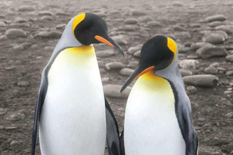 Courting White Modern Wood Framed Art Print with Double Matting by Wild Apple Portfolio