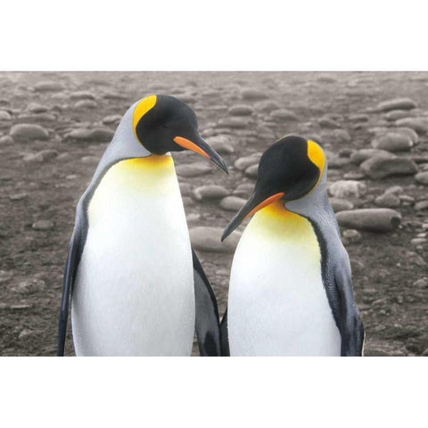 Courting Black Modern Wood Framed Art Print by Wild Apple Portfolio