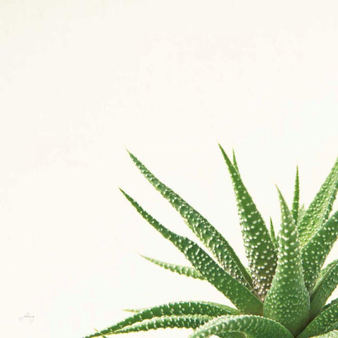 Succulent Simplicity II Neutral Black Ornate Wood Framed Art Print with Double Matting by Bradley, Felicity