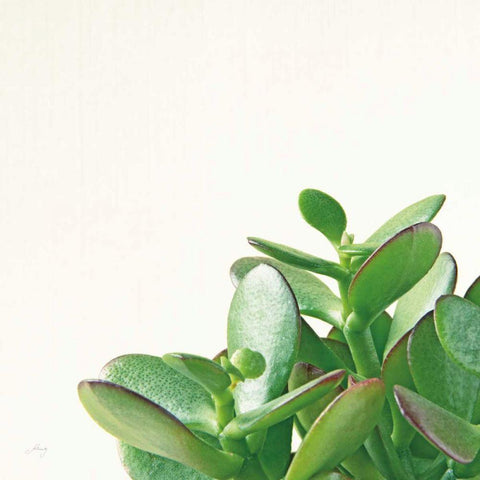 Succulent Simplicity IV Neutral White Modern Wood Framed Art Print by Bradley, Felicity