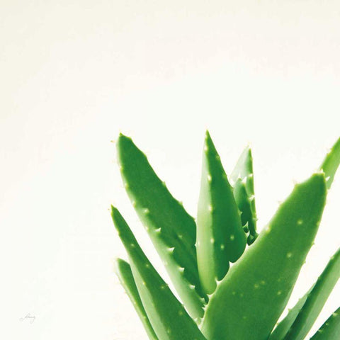 Succulent Simplicity VI Neutral White Modern Wood Framed Art Print with Double Matting by Bradley, Felicity