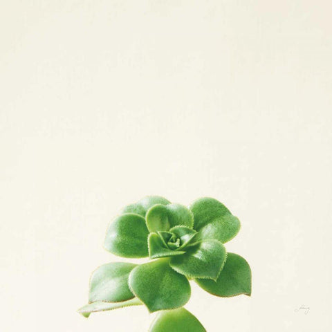 Succulent Simplicity VII Neutral Black Ornate Wood Framed Art Print with Double Matting by Bradley, Felicity