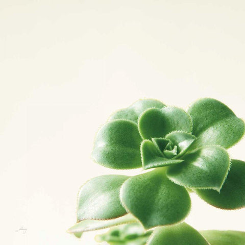 Succulent Simplicity VIII Neutral Black Modern Wood Framed Art Print by Bradley, Felicity