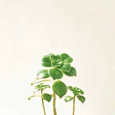 Succulent Simplicity IX Neutral Black Modern Wood Framed Art Print by Bradley, Felicity