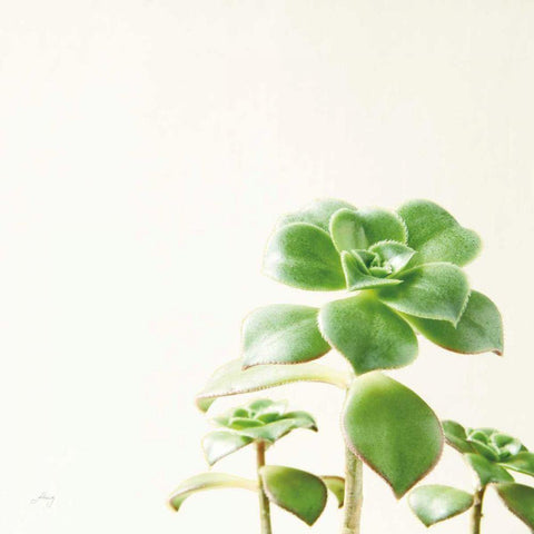 Succulent Simplicity X Neutral Black Modern Wood Framed Art Print by Bradley, Felicity