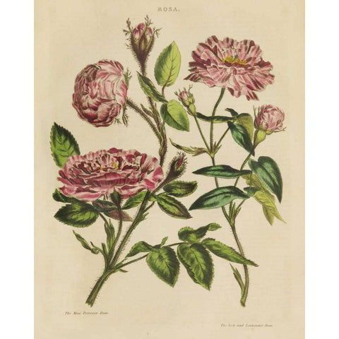 Herbal Botany XVIII v2 Crop Gold Ornate Wood Framed Art Print with Double Matting by Wild Apple Portfolio