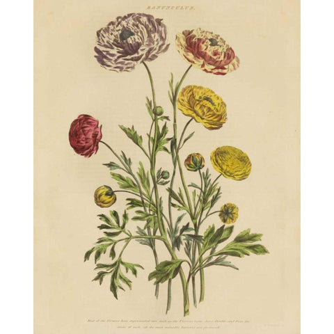Herbal Botany XXII v2 Crop Gold Ornate Wood Framed Art Print with Double Matting by Wild Apple Portfolio