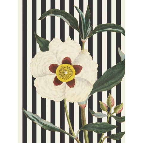 Herbal Botanical XXVII Bold Gold Ornate Wood Framed Art Print with Double Matting by Wild Apple Portfolio