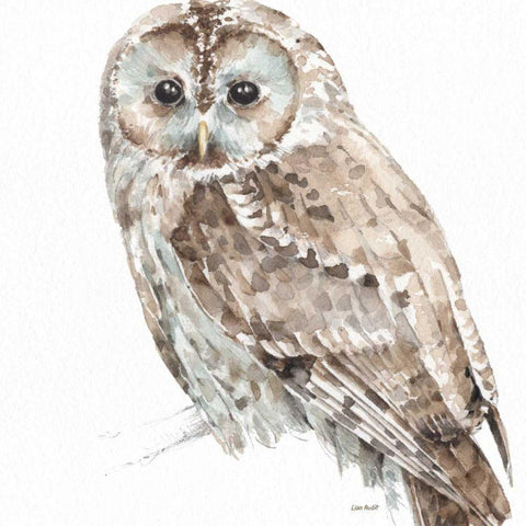 Forest Friends III Black Modern Wood Framed Art Print by Audit, Lisa