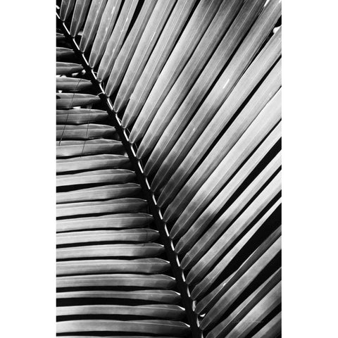 Palm Frond I Gold Ornate Wood Framed Art Print with Double Matting by Van Swearingen, Debra