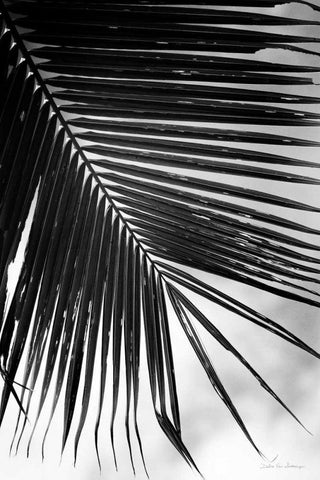 Palm Frond II Black Ornate Wood Framed Art Print with Double Matting by Van Swearingen, Debra