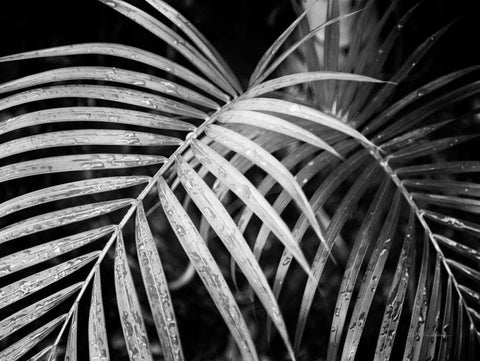 Palm Fronds White Modern Wood Framed Art Print with Double Matting by Van Swearingen, Debra