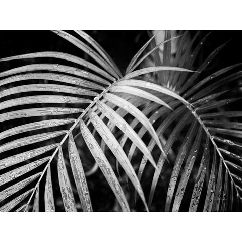 Palm Fronds Black Modern Wood Framed Art Print by Van Swearingen, Debra