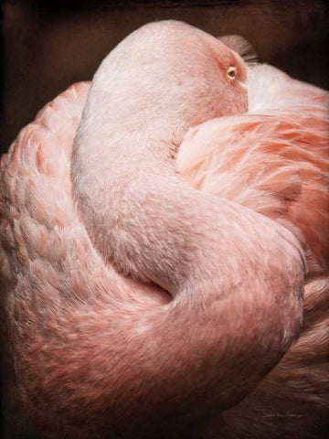 Chilean Flamingo I Black Ornate Wood Framed Art Print with Double Matting by Van Swearingen, Debra