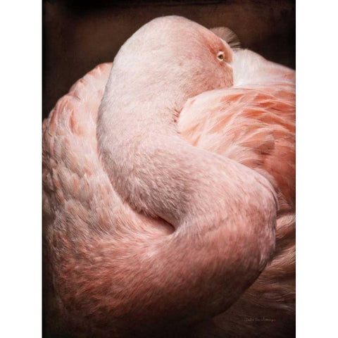 Chilean Flamingo I Black Modern Wood Framed Art Print by Van Swearingen, Debra