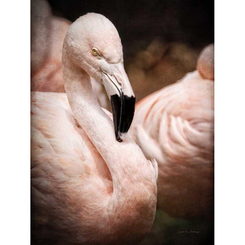 Chilean Flamingo II Black Modern Wood Framed Art Print by Van Swearingen, Debra